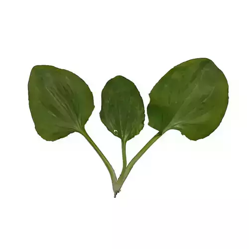 low poly plantain grass Low-poly 3D model