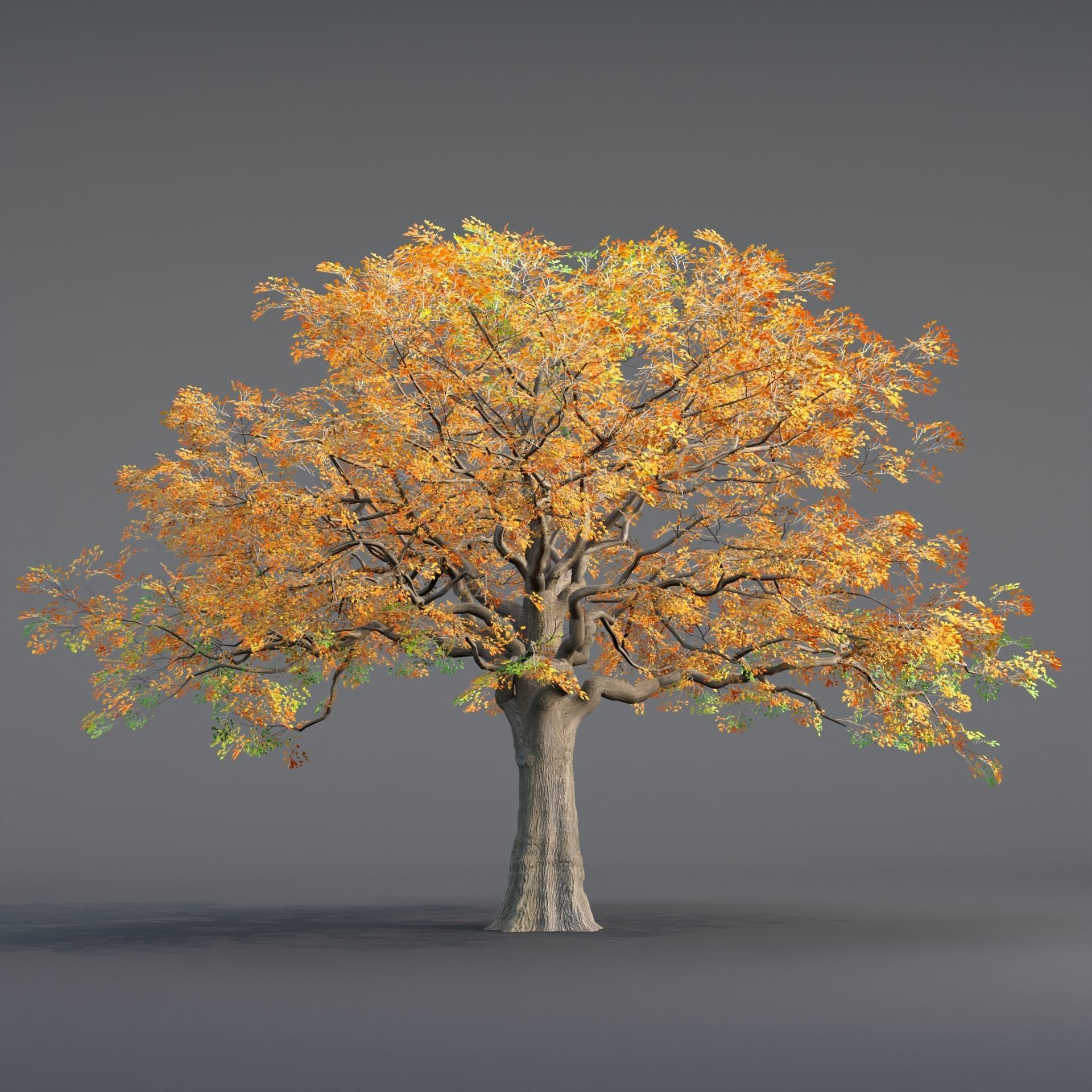 Low poly Oak tree vol 54-Blender Low-poly 3D model_4