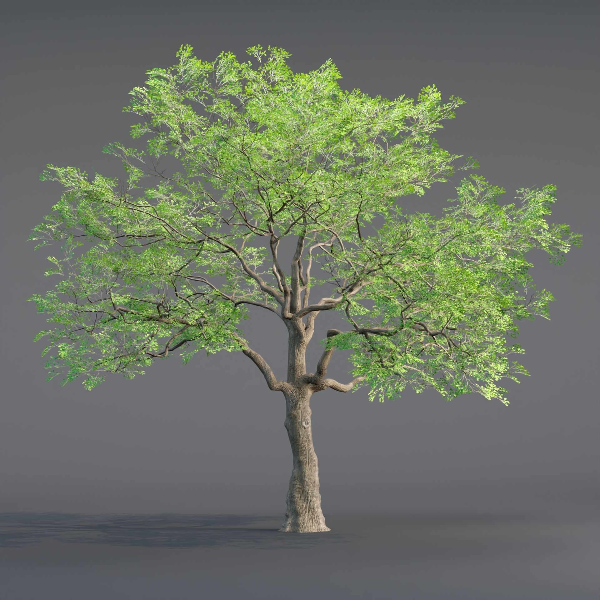 Low poly Oak tree vol 54-Blender Low-poly 3D model_5