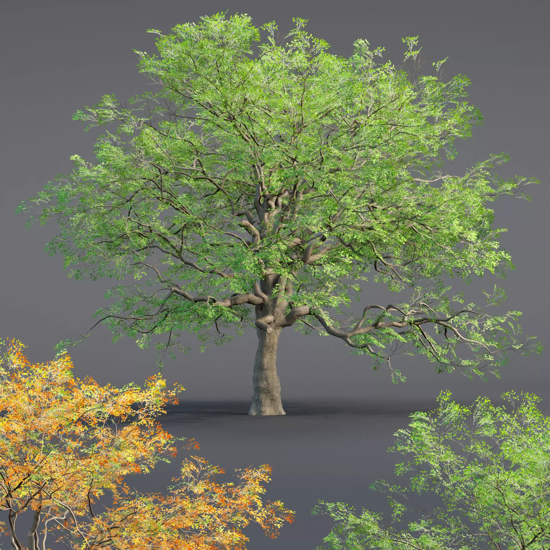 Low poly Oak tree vol 54-Blender Low-poly 3D model_0