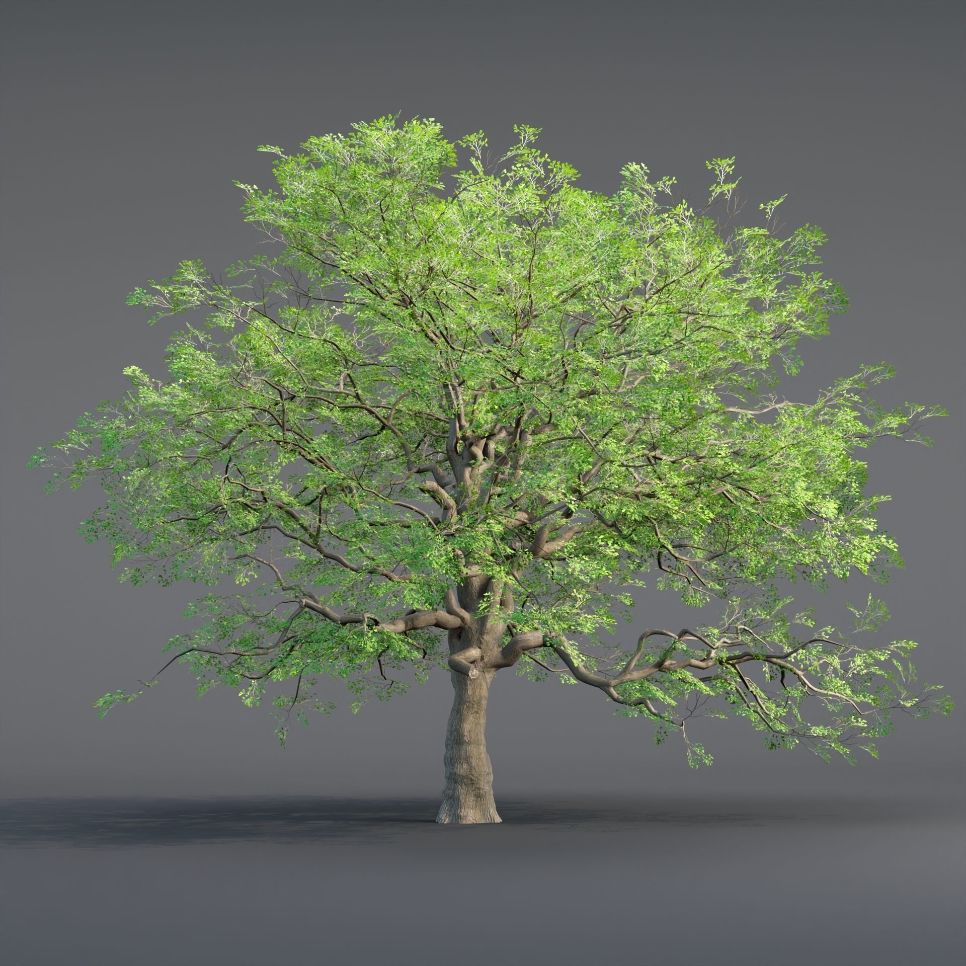 Low poly Oak tree vol 54-Blender Low-poly 3D model_1