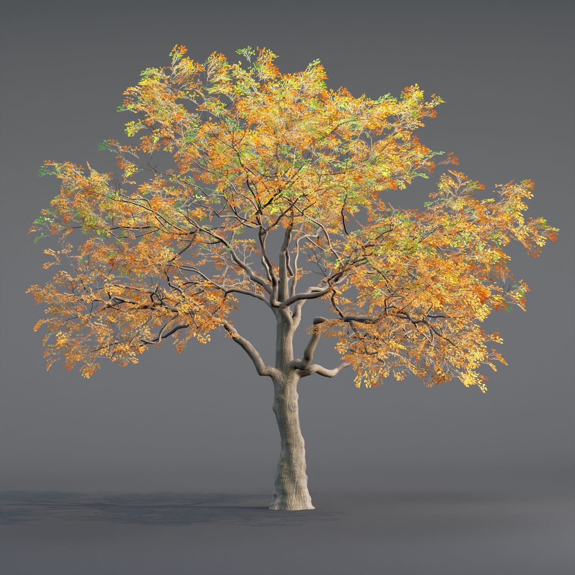 Low poly Oak tree vol 54-Blender Low-poly 3D model_6