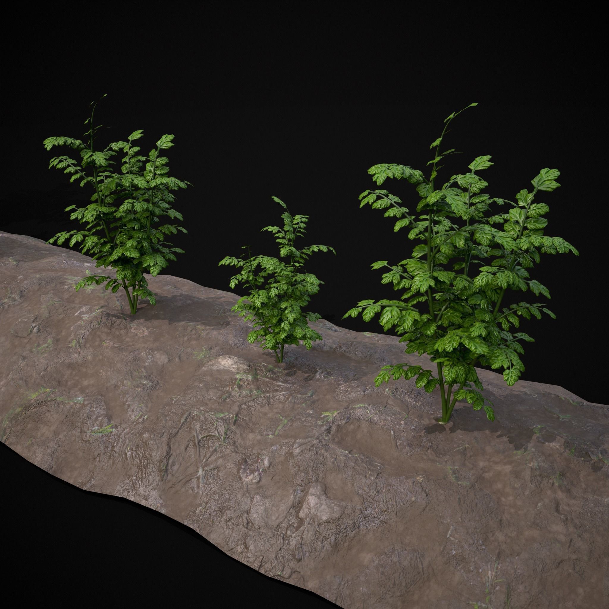 Crops Carrots Low-poly 3D model_17