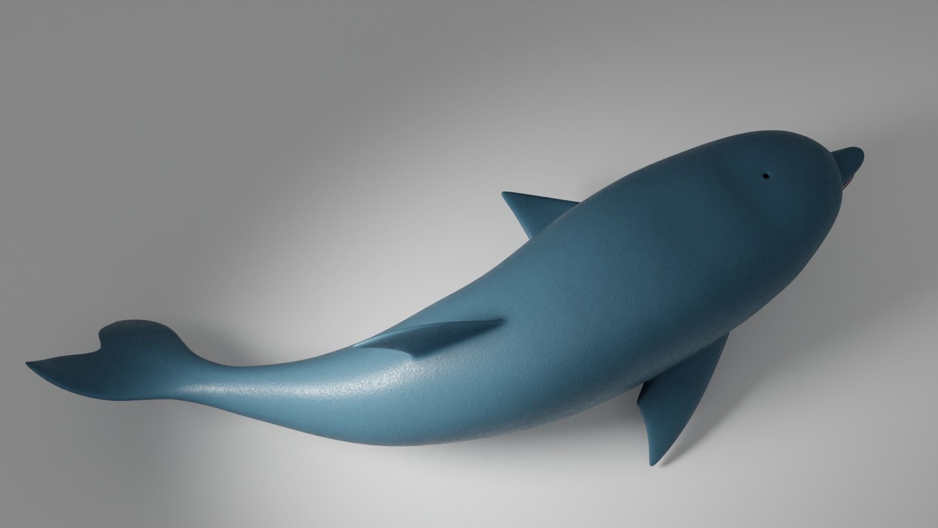 Dolphin 3D model_9