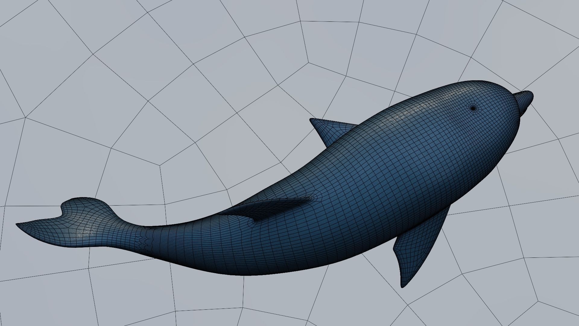 Dolphin 3D model_10