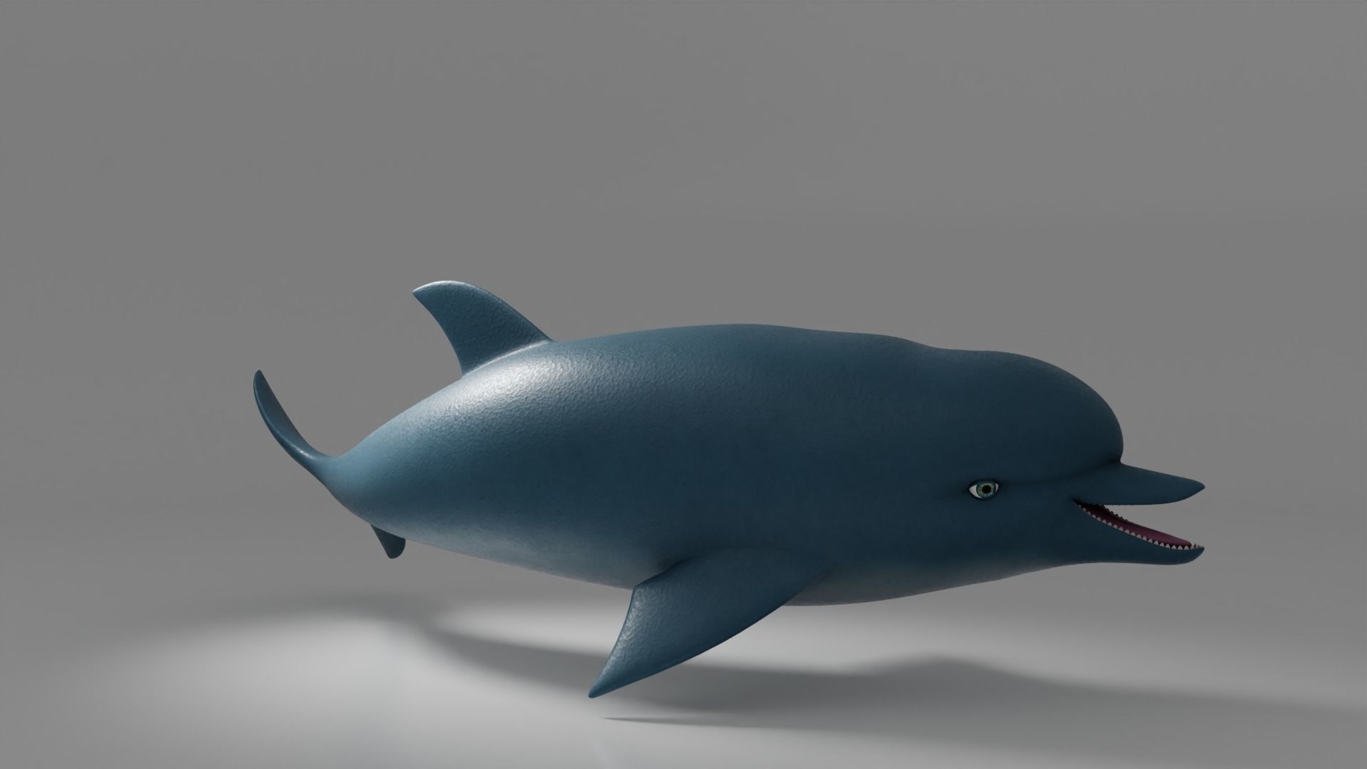 Dolphin 3D model_6