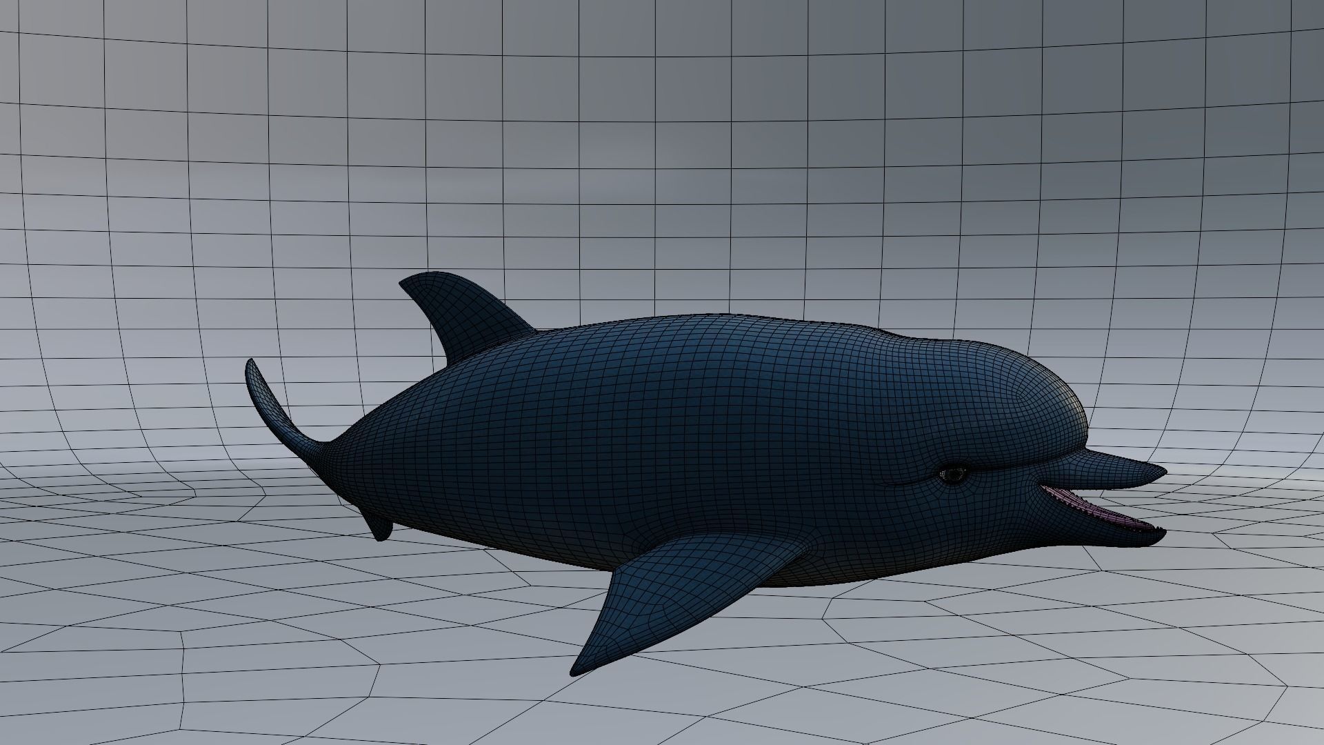 Dolphin 3D model_7