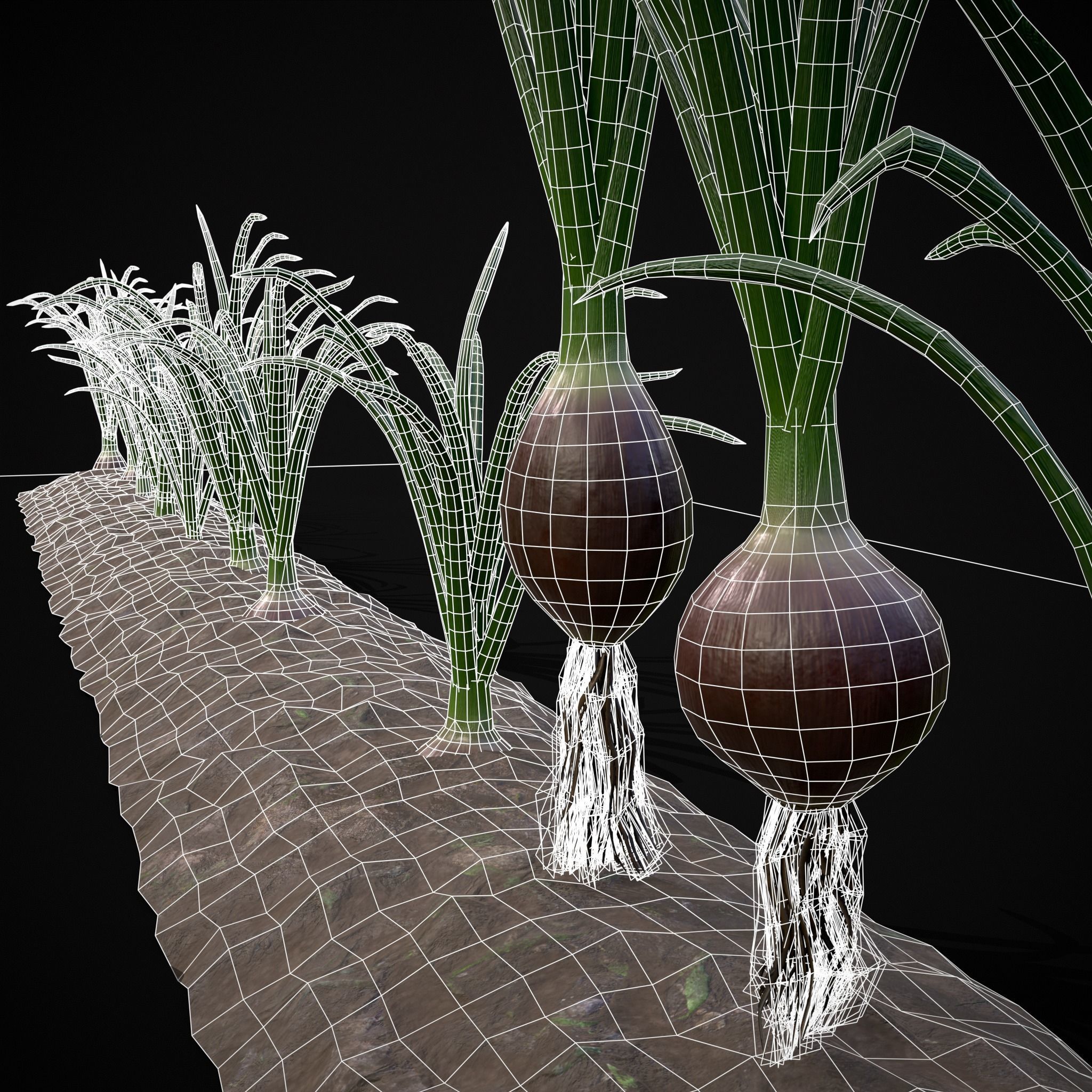 Crops Carrots and Red Onions 3D Model Collection_33