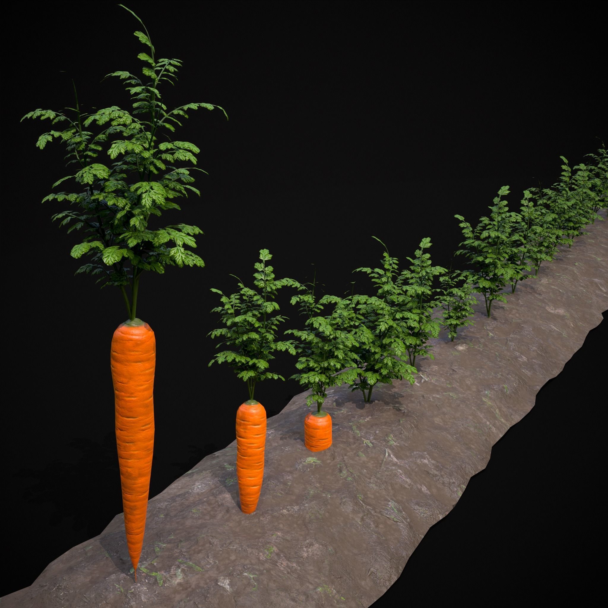 Crops Carrots and Red Onions 3D Model Collection_21