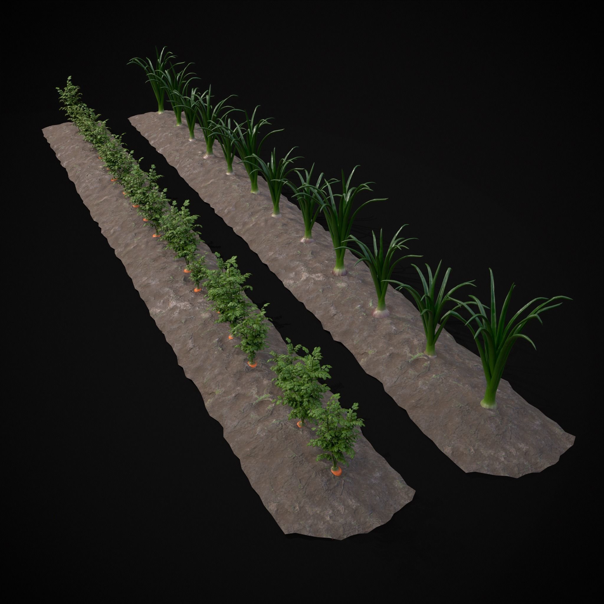 Crops Carrots and Red Onions 3D Model Collection_12