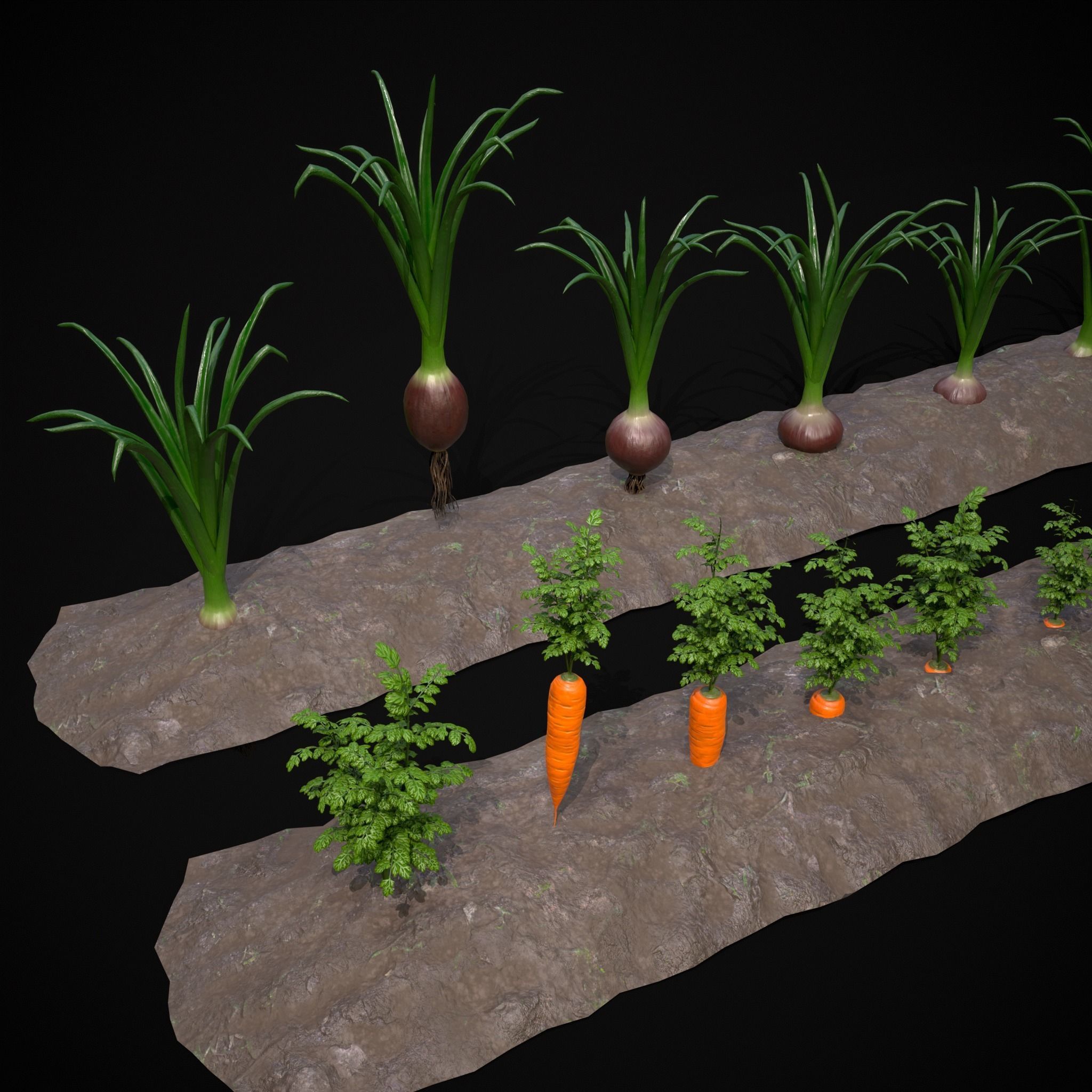 Crops Carrots and Red Onions 3D Model Collection_8