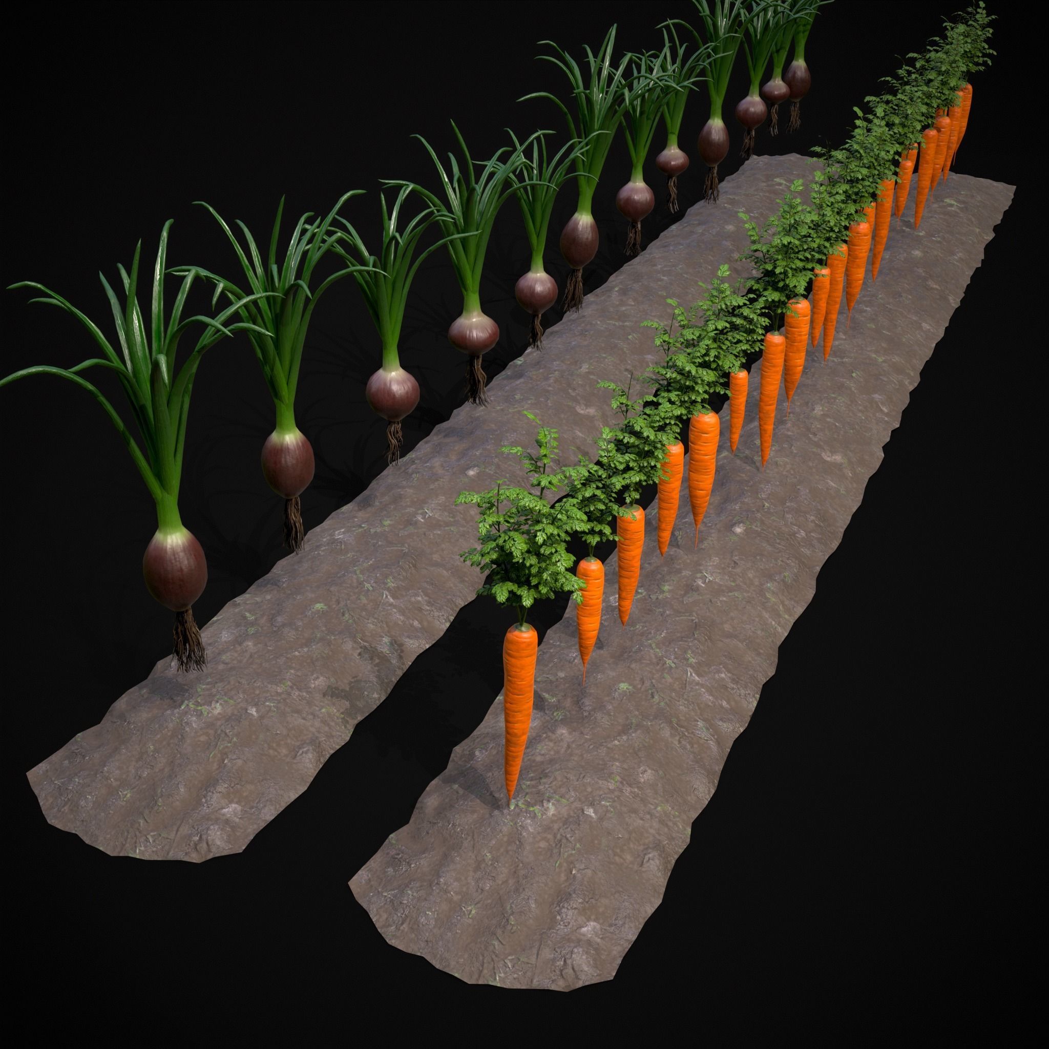 Crops Carrots and Red Onions 3D Model Collection_4