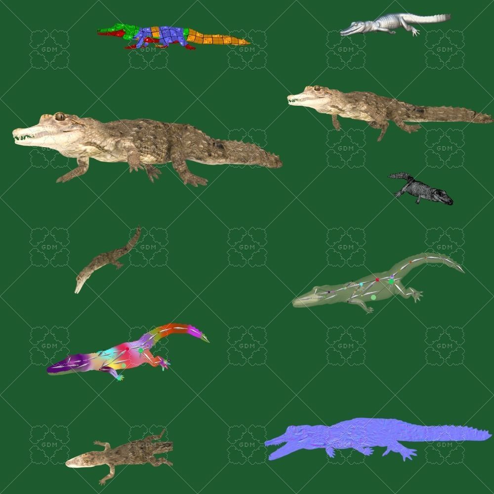 American Crocodile 3D model_4
