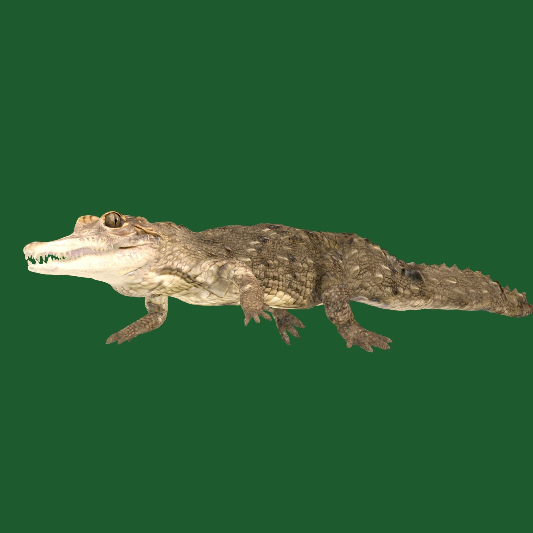 American Crocodile 3D model_18