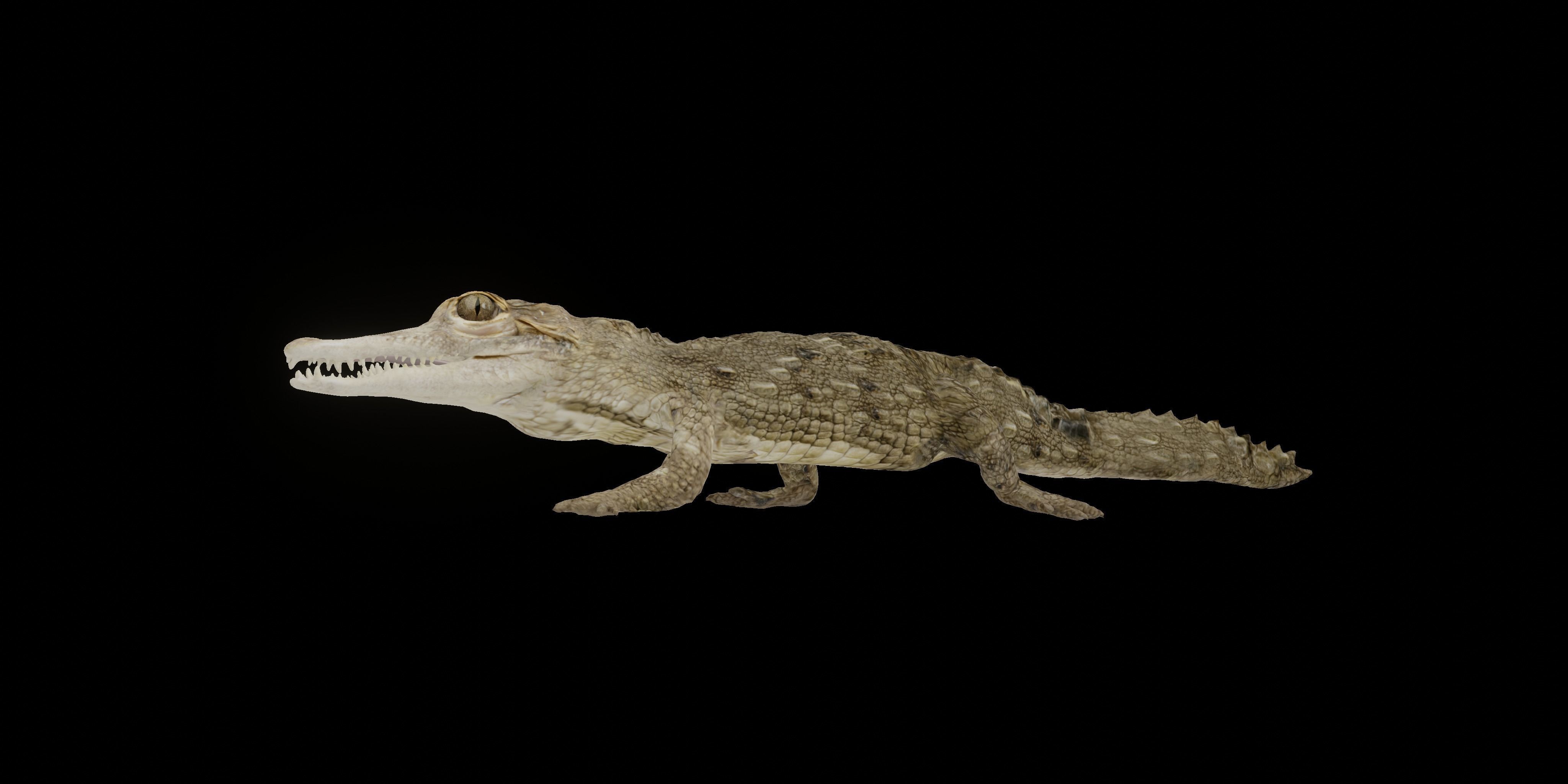 American Crocodile 3D model_3