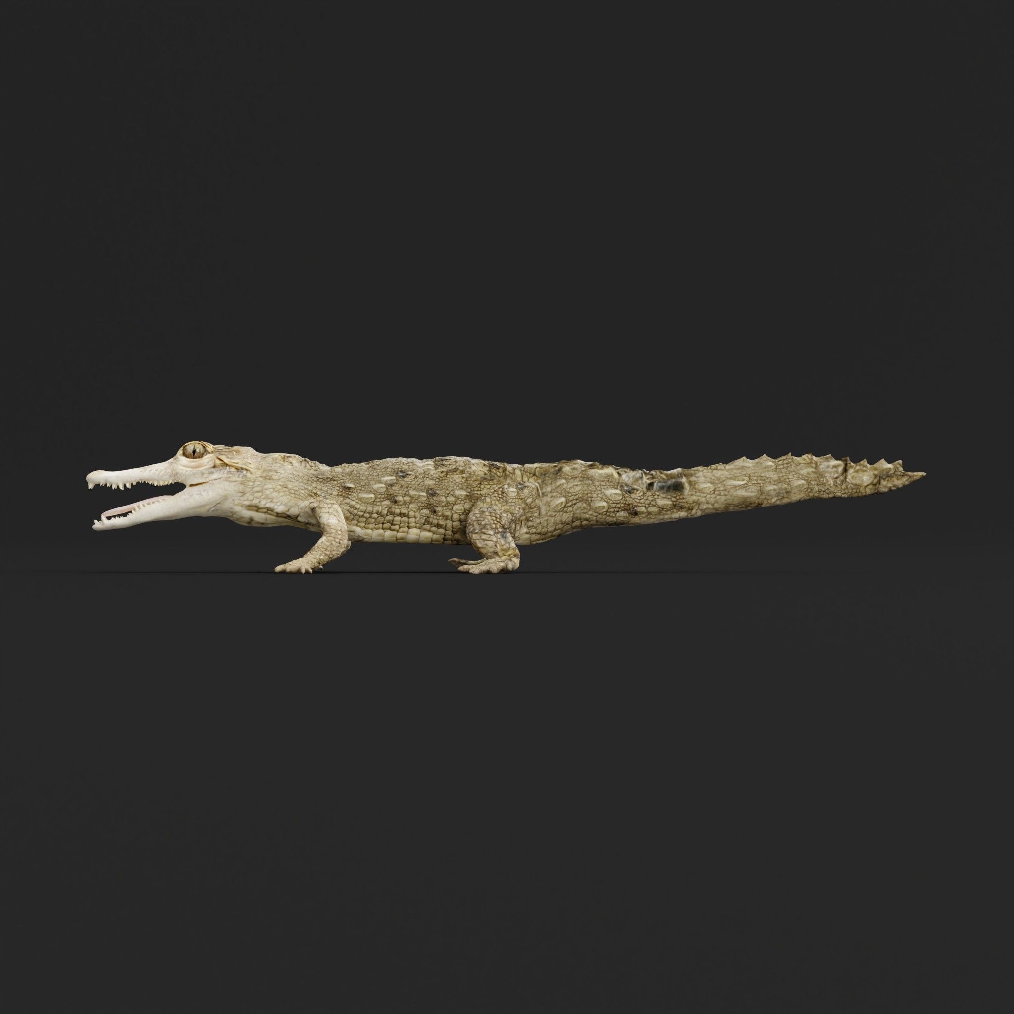 American Crocodile 3D model_28
