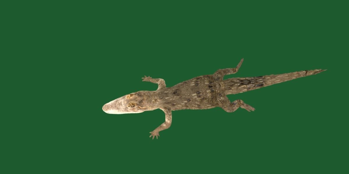 American Crocodile 3D model_21