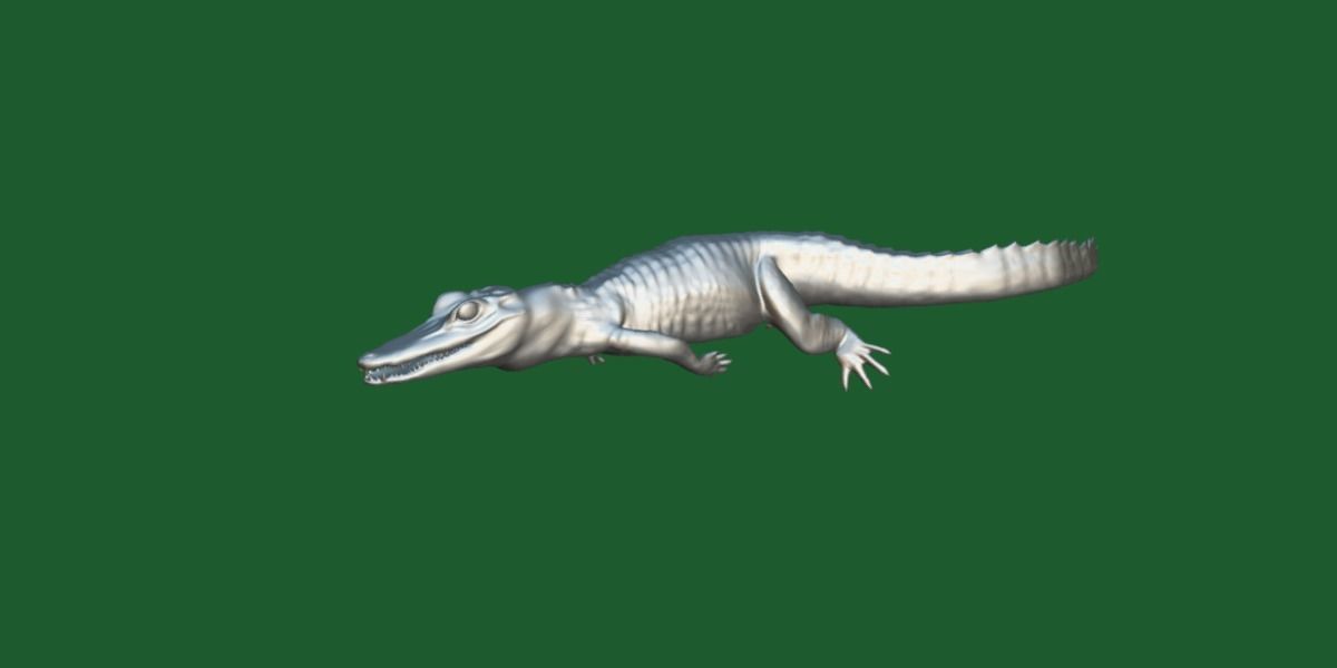 American Crocodile 3D model_10