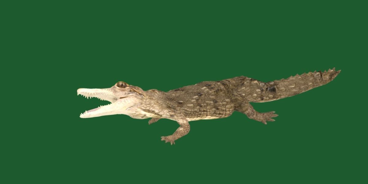 American Crocodile 3D model_20