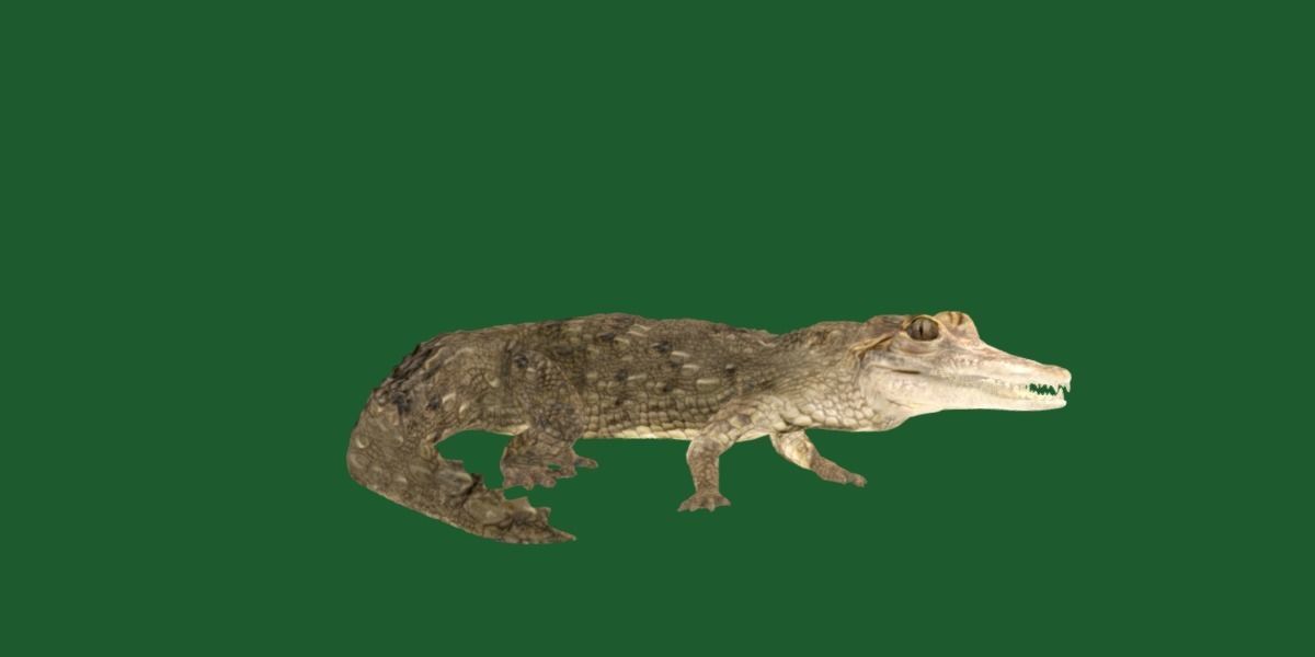 American Crocodile 3D model_16