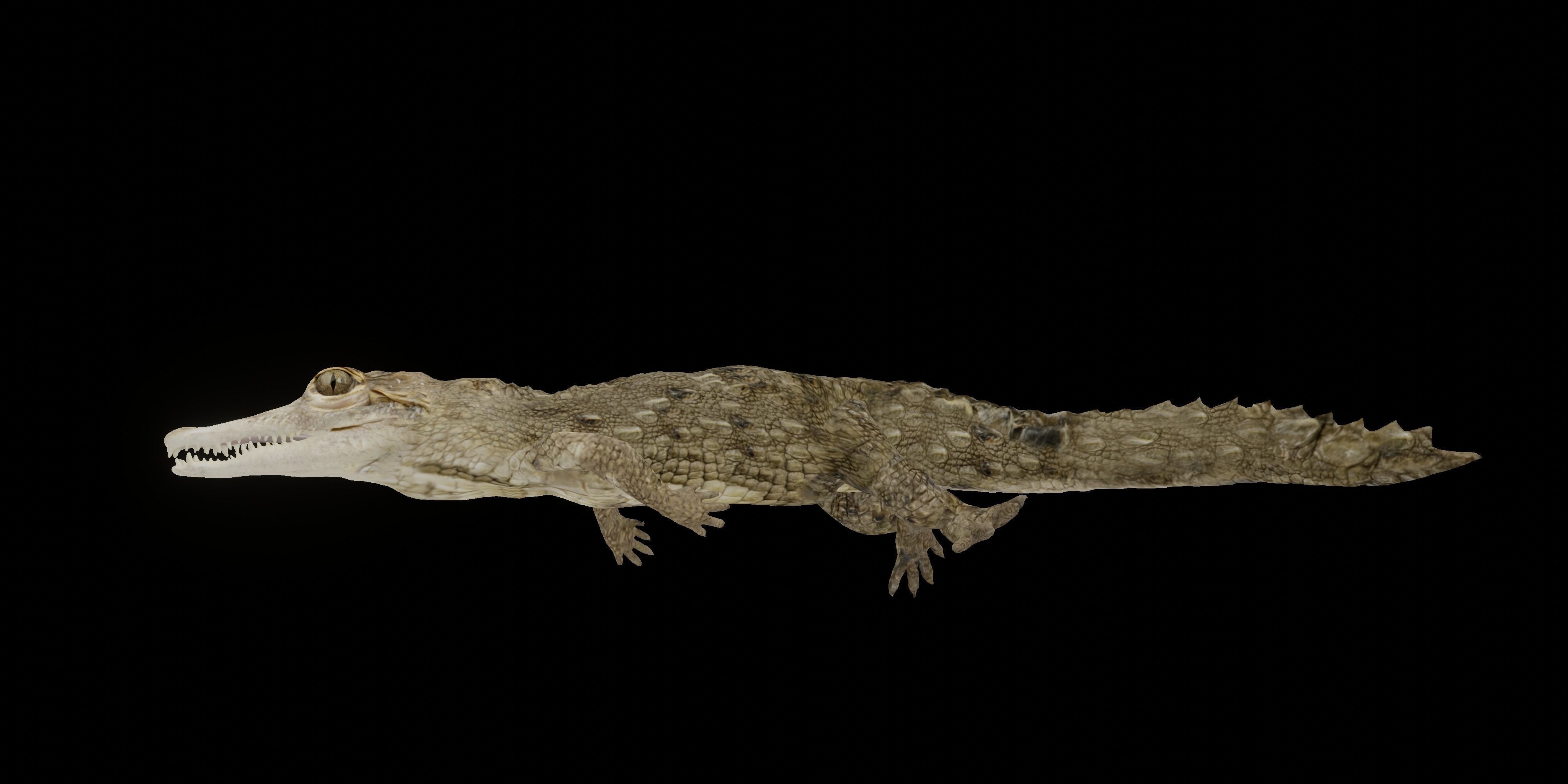 American Crocodile 3D model_2