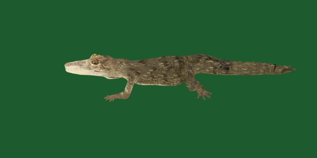 American Crocodile 3D model_17