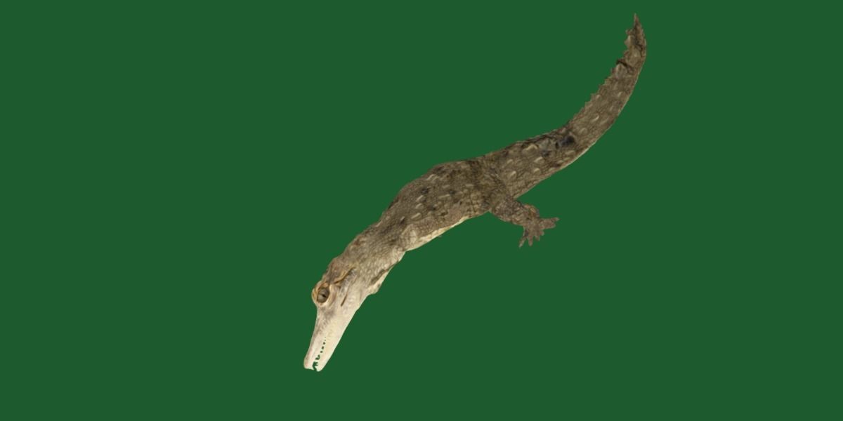 American Crocodile 3D model_8