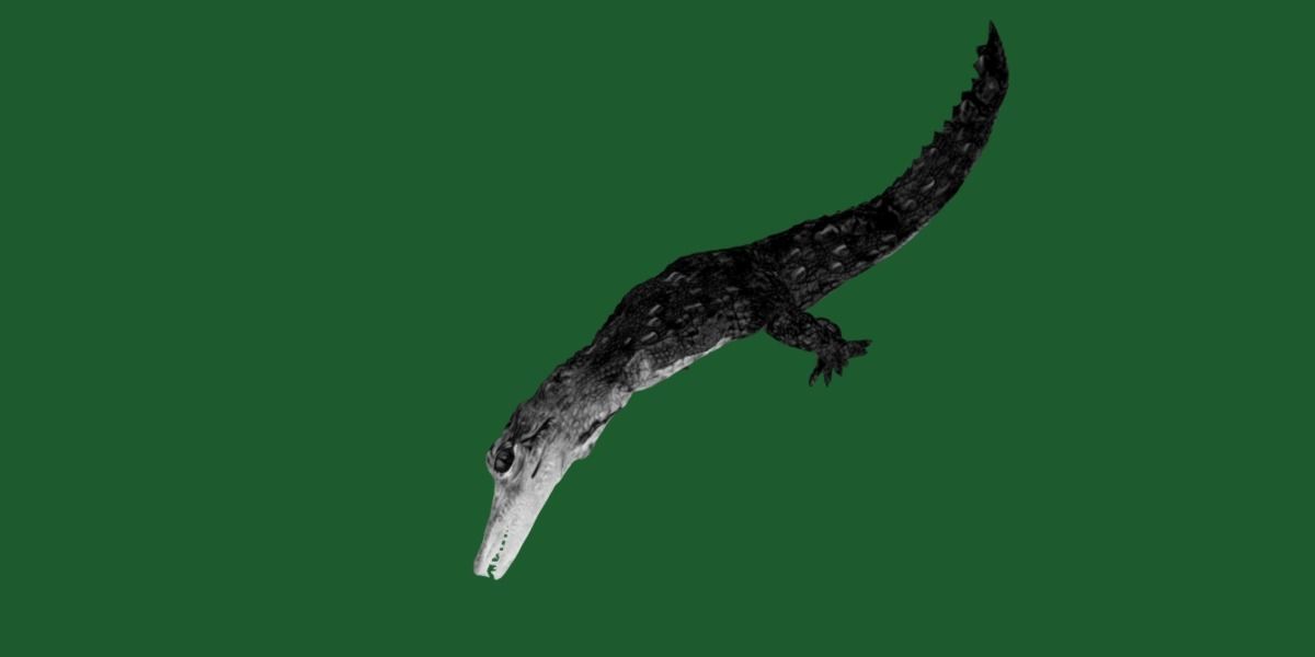 American Crocodile 3D model_9