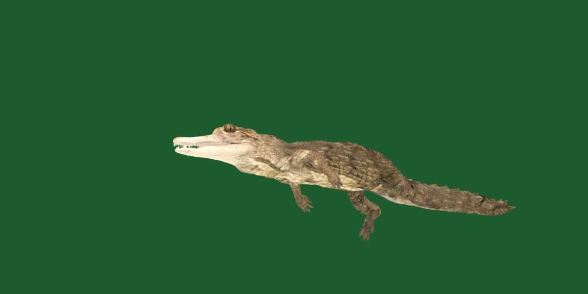 American Crocodile 3D model_22
