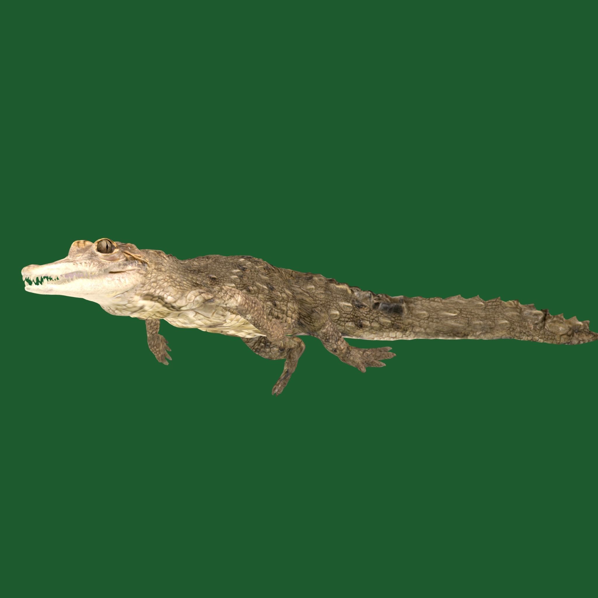 American Crocodile 3D model_19
