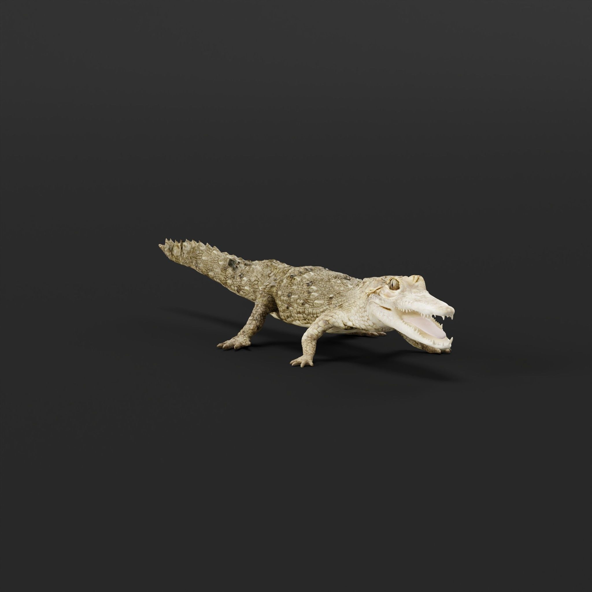 American Crocodile 3D model_29