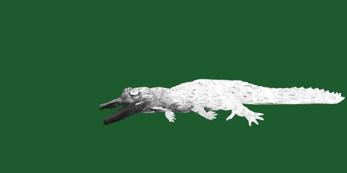 American Crocodile 3D model_7