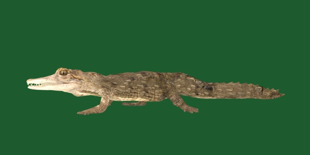 American Crocodile 3D model_5