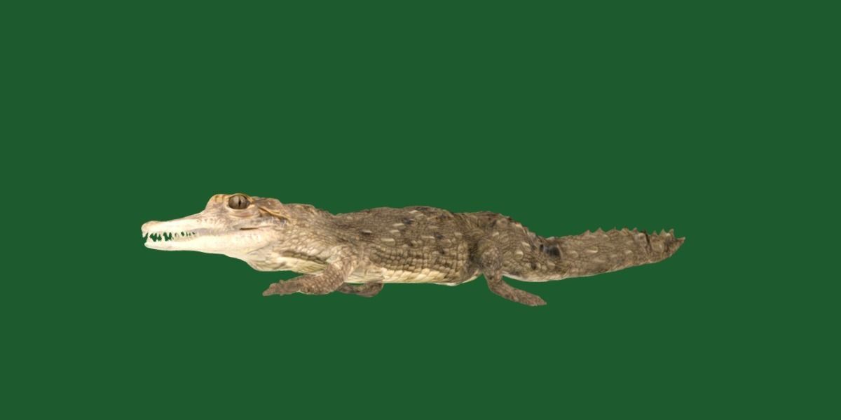 American Crocodile 3D model_27