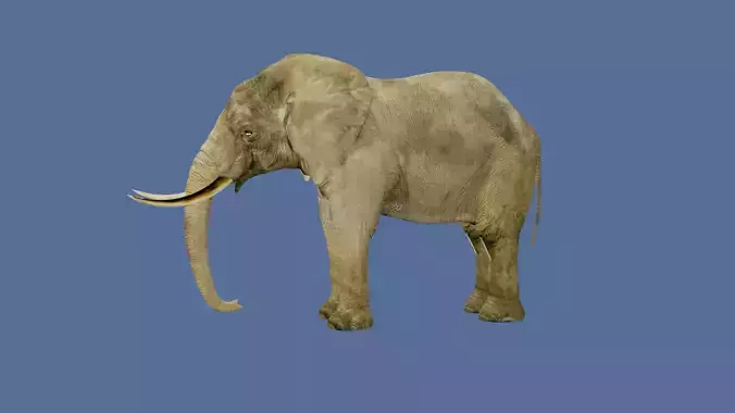 lowpoly elephand