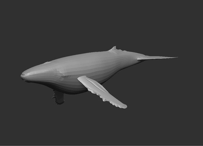 Whales   animals  wildlife   nature  creatures Free 3D model