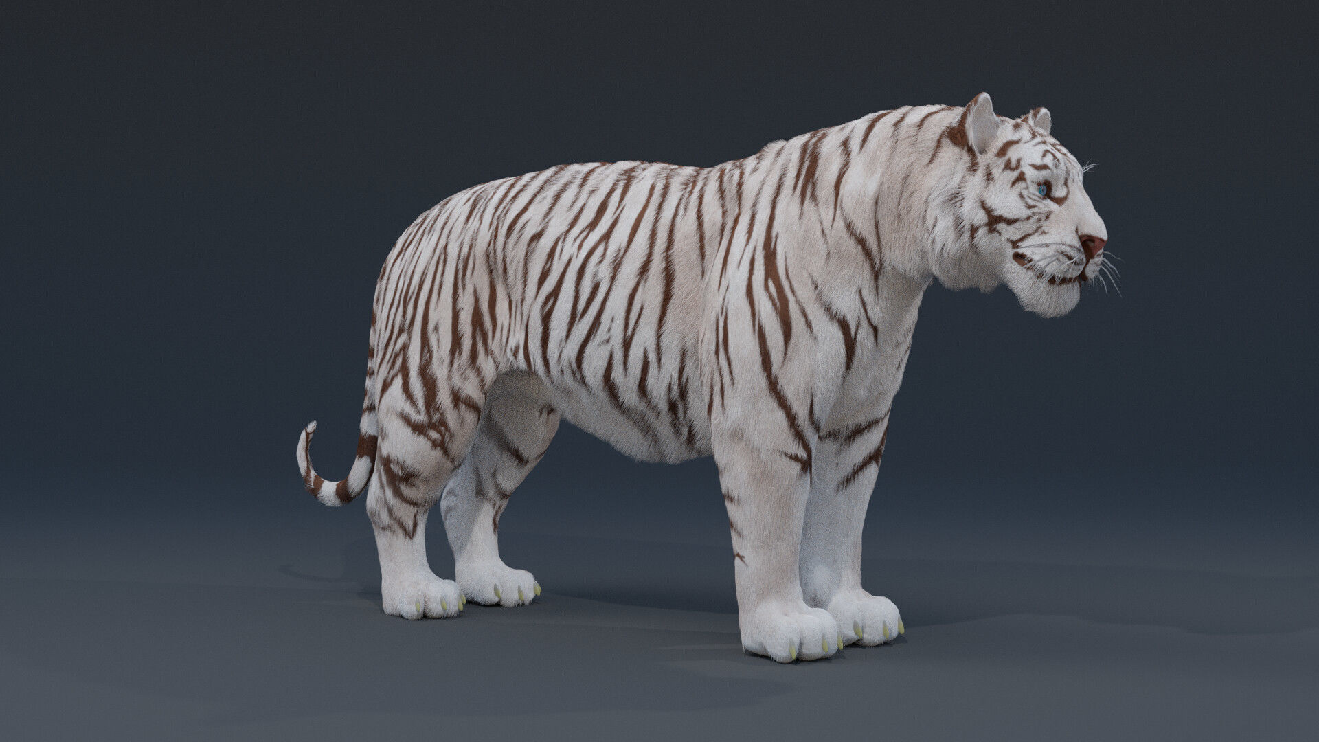 Tiger 3D model Low-poly 3D model_2