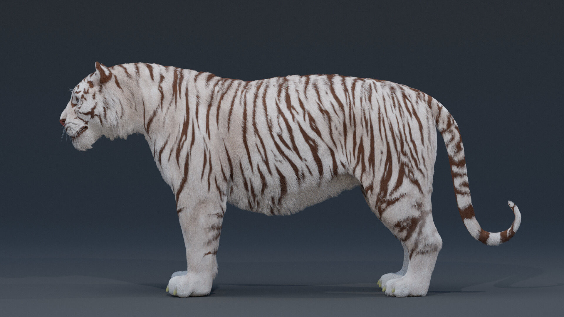 Tiger 3D model Low-poly 3D model_3