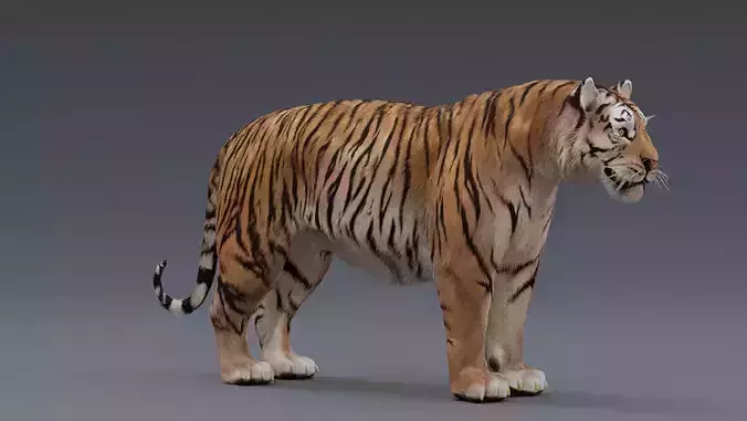 Tiger 3D model