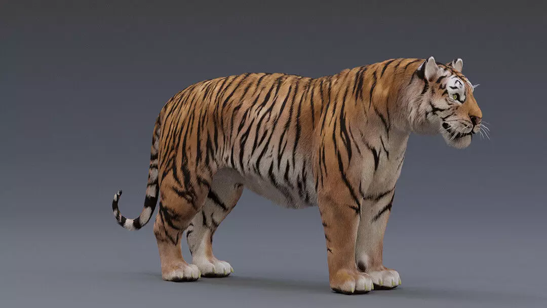 Tiger 3D model Low-poly 3D model_0