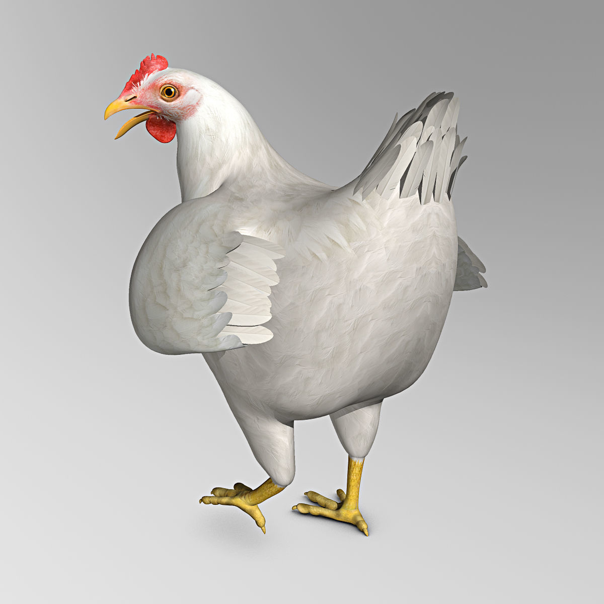 Chicken - White 3D model_3