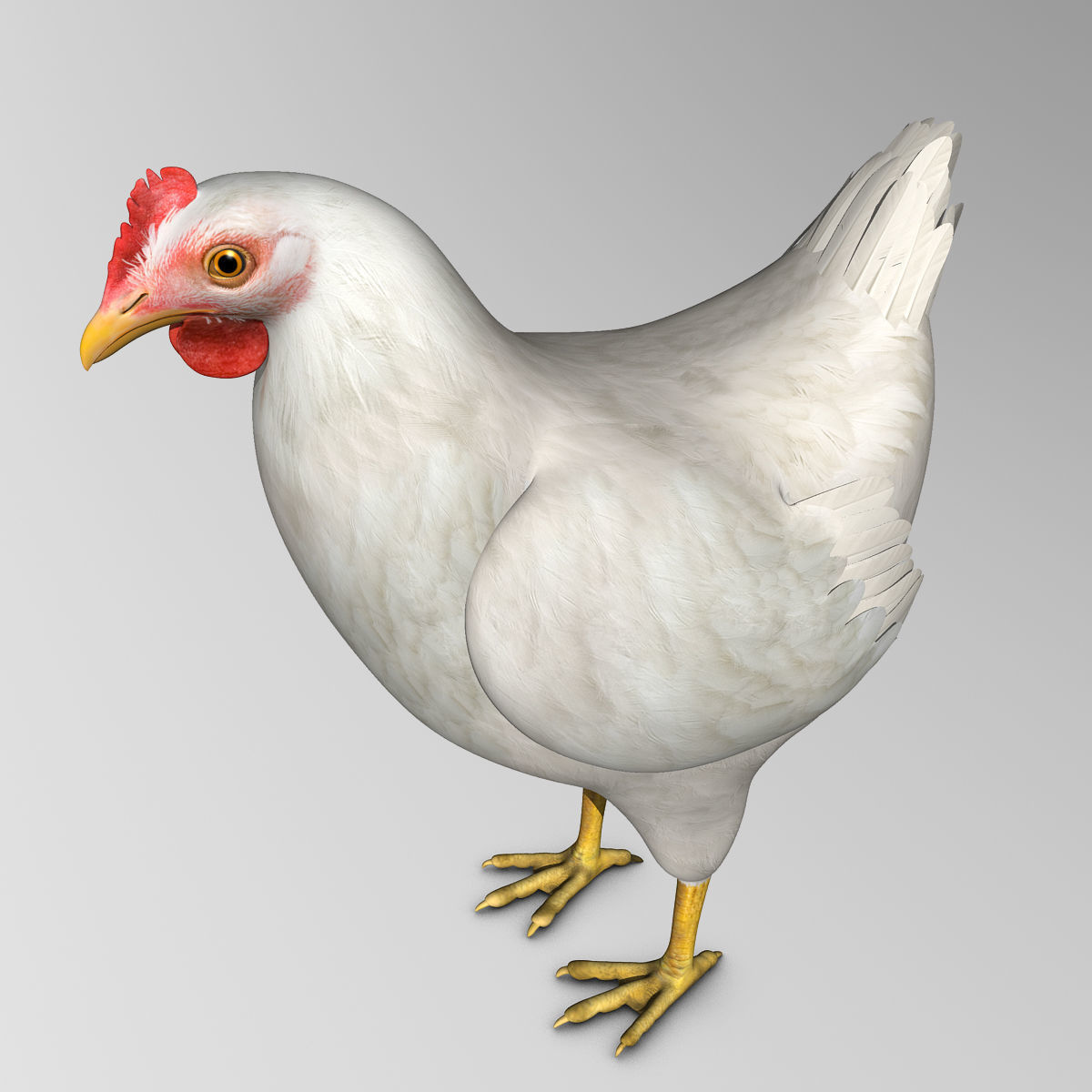 Chicken - White 3D model_11