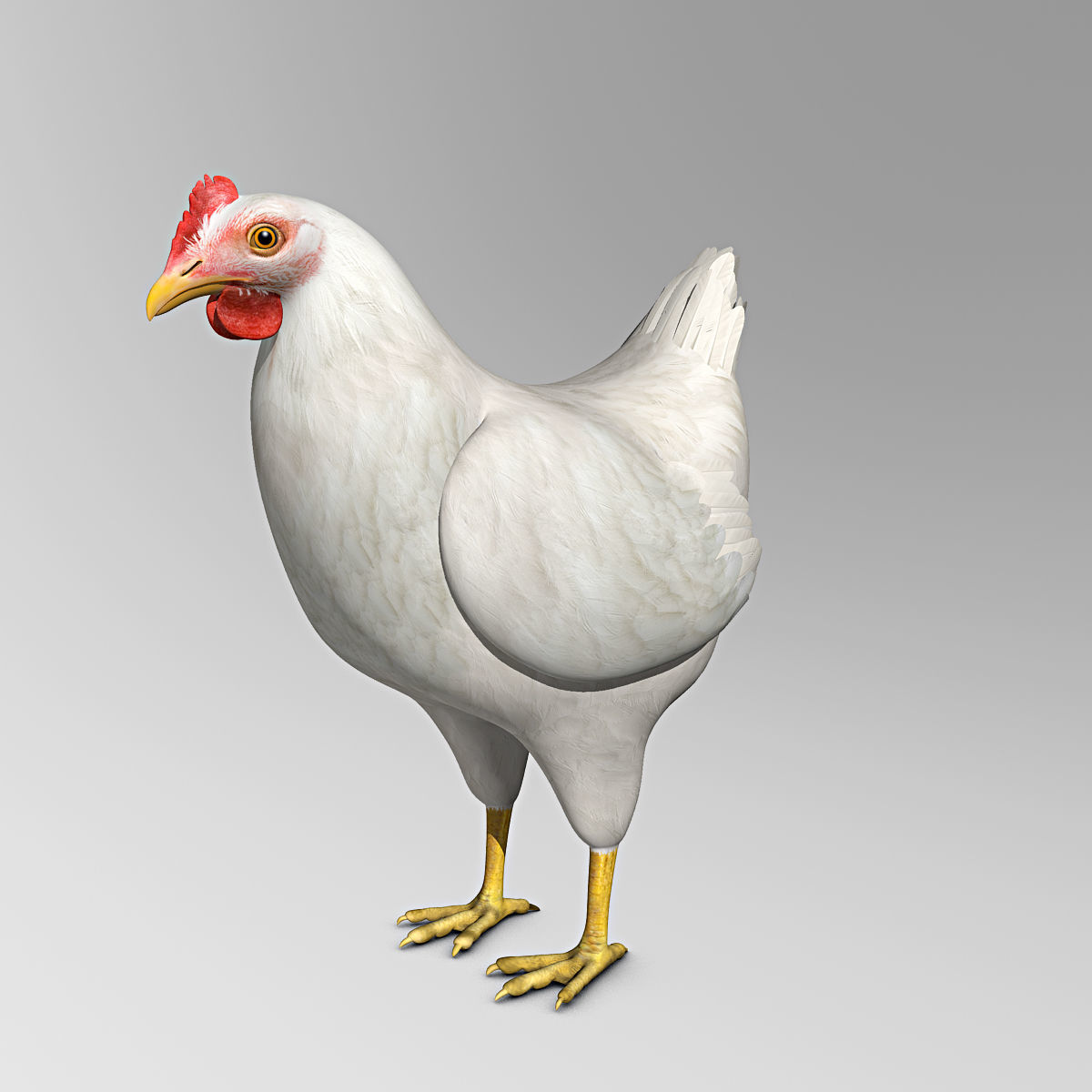 Chicken - White 3D model_8