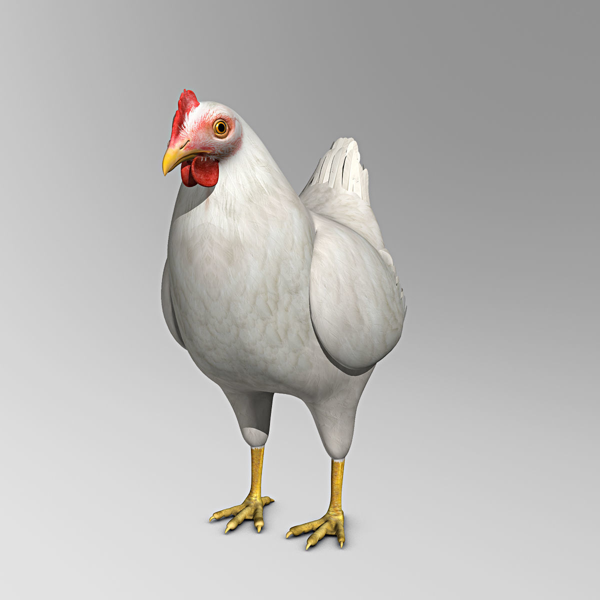 Chicken - White 3D model_10