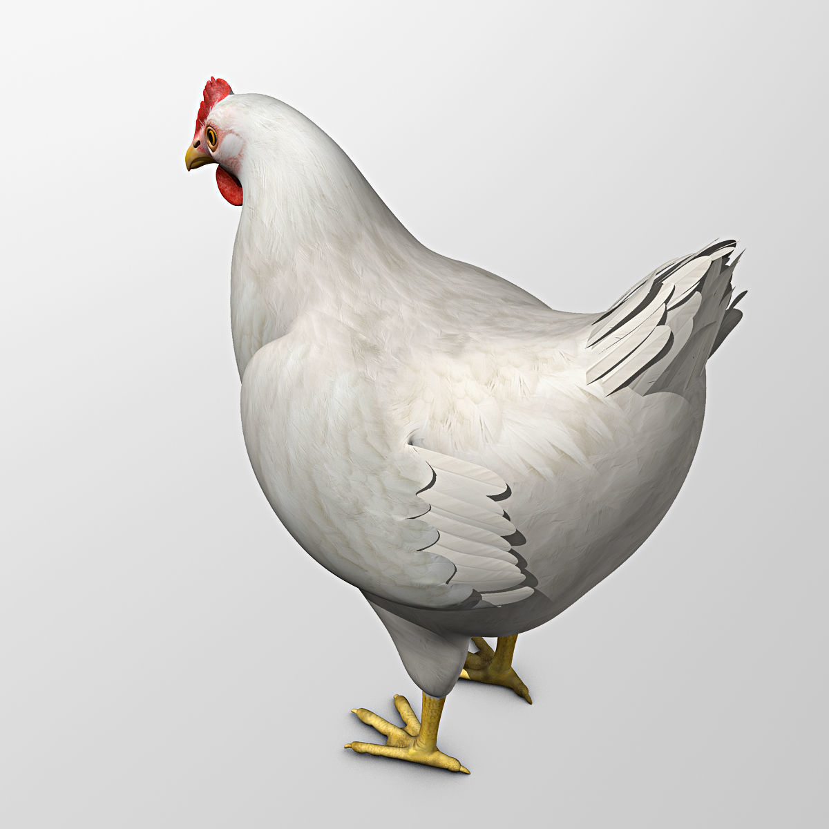 Chicken - White 3D model_7