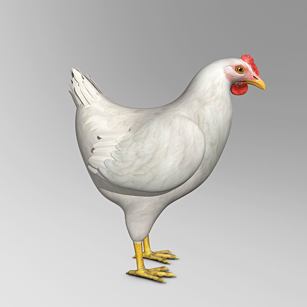Chicken - White 3D model_6