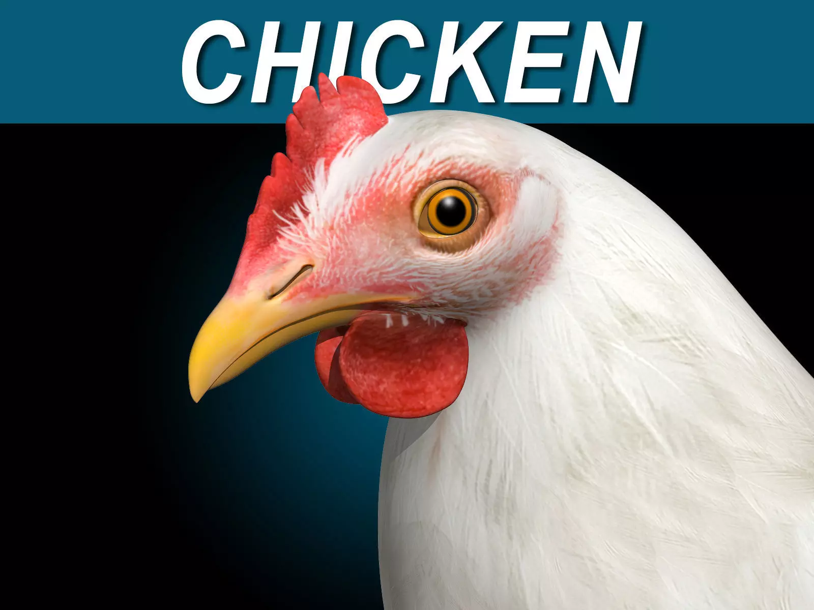 Chicken - White 3D model_0