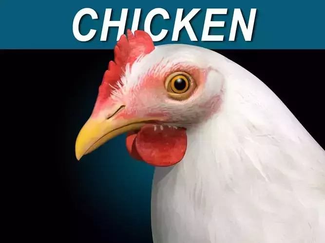 Chicken - White 3D model