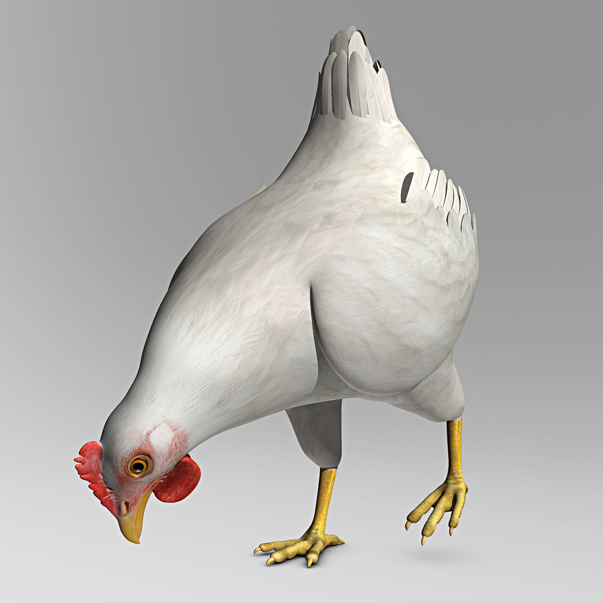 Chicken - White 3D model_5