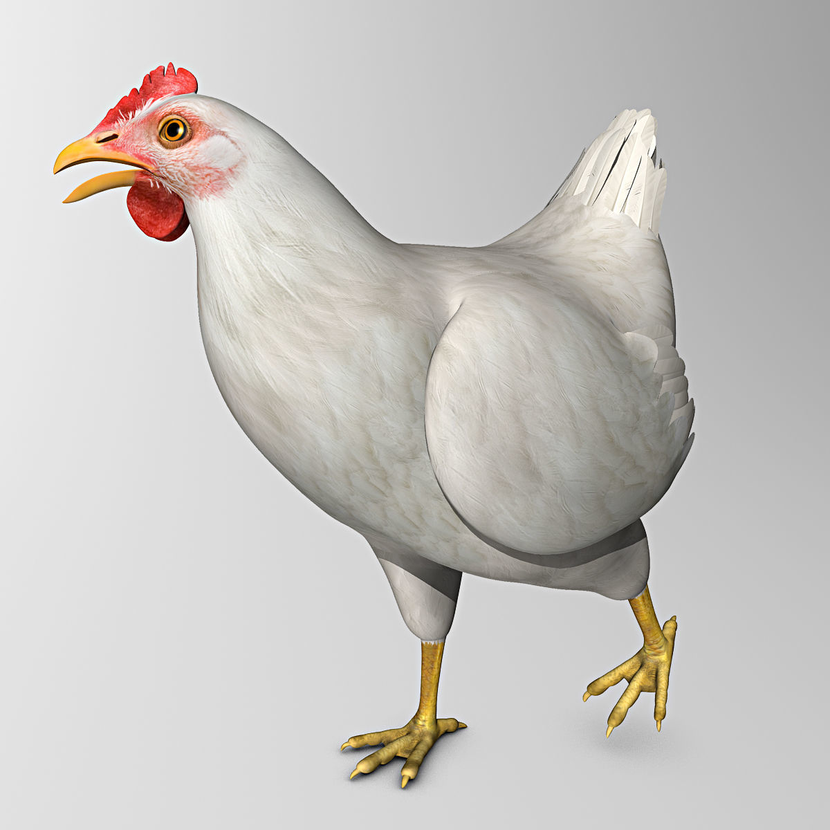 Chicken - White 3D model_4